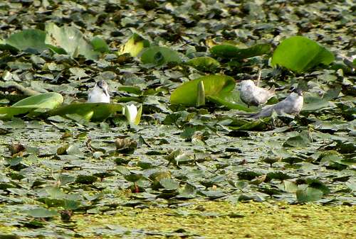 Birds around the Water-rose (Nuphar luteum)