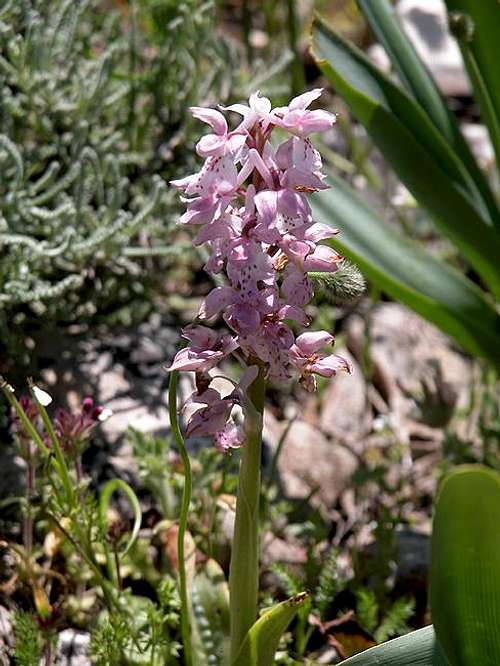 Orchis ichnusae, May 17th...