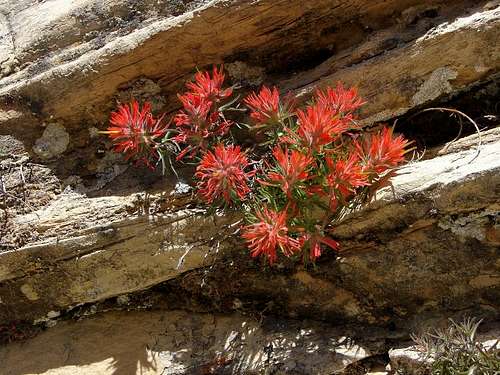 Red Flowers of Zion
