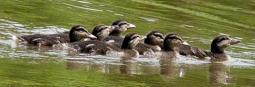 young duckies