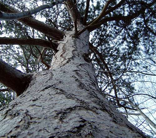 An interesting old mountain pine