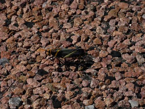 Locust Near Guadalupe Mountains