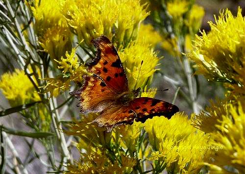 Autumn Butterfly