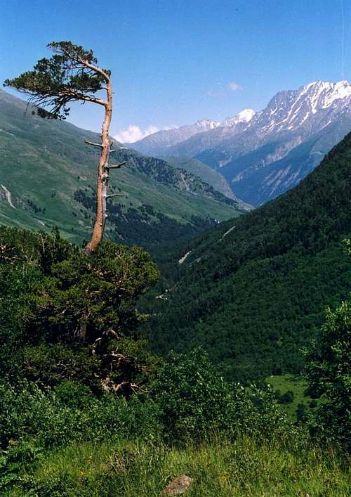 Pinetree near Elbrus NP-Russia