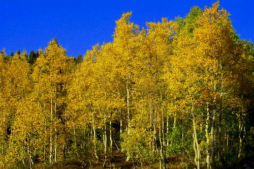 Fall Colors in Utah