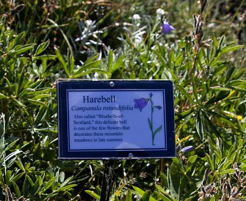 There's only 1 lonely harebell back there