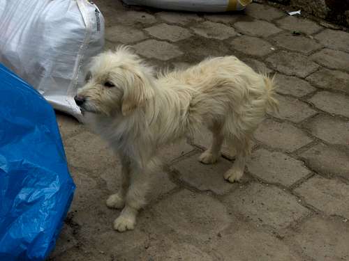 A doggie from Achupallas