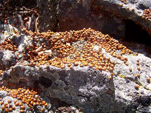 Centennial Cone Ladybugs