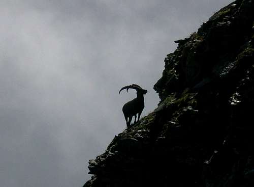 Rock goat 