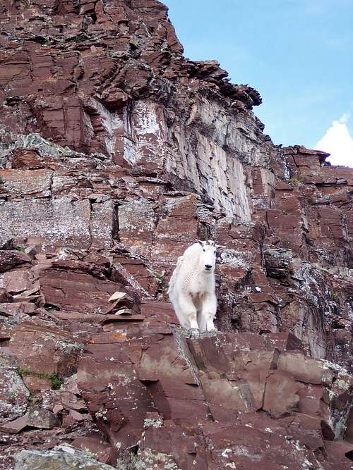 White Long Haired Mountain Goat