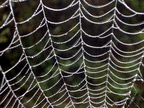 Spider web