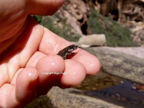 Tiny Baby Toad