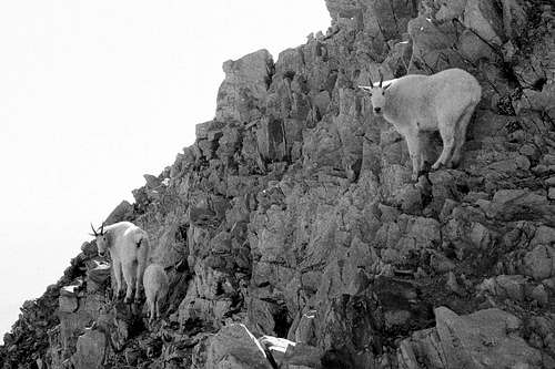 Mountain goats on Timpanogos