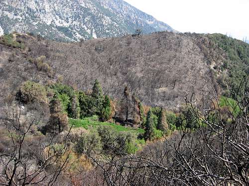 Nature's Renewal After the Wildfires in the San Gabriels