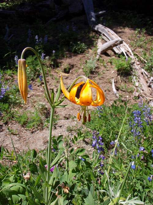 Columbia lilly (Lilium columbianum)