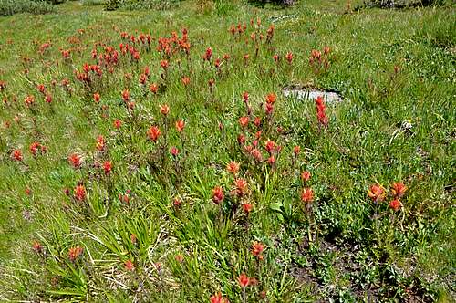 Indian Paint Brush on the way to...