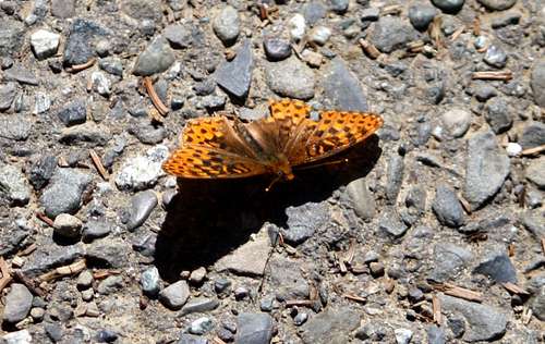 A Painted Lady butterfly