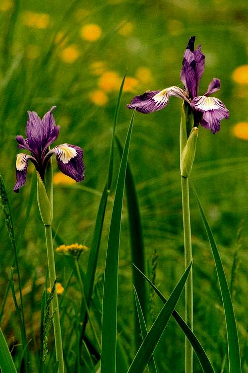 Wild Sangre Iris