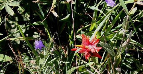 Harebell and Paintbrush