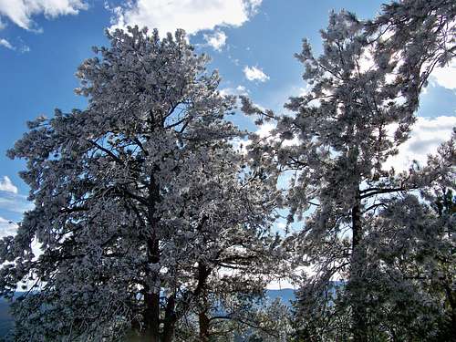 Frosty Ponderosa Pines