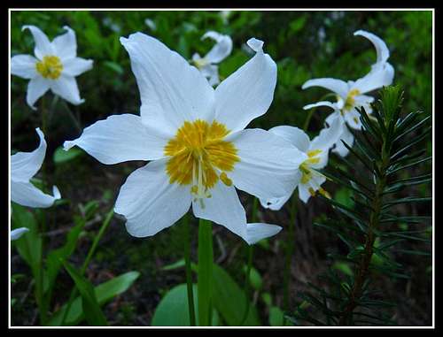 Big Avalanche Lily