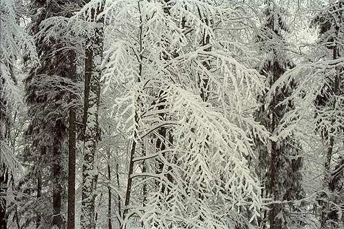 Tree frost - Bavaria