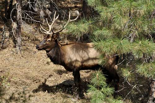 Elk- Fall 2009