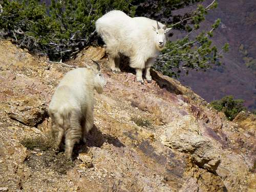 Mountain Goats on Wildcat Ridge