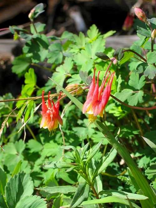 Red Columbines. These...