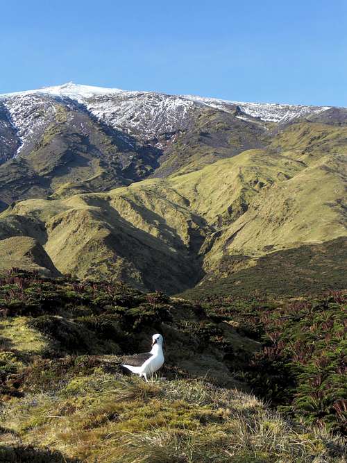 An Albatross protecting the Peak