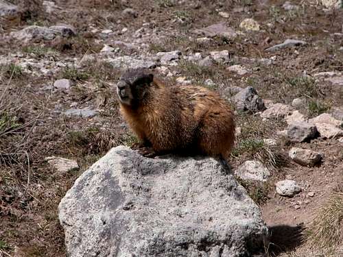 A friendly marmot resting on...