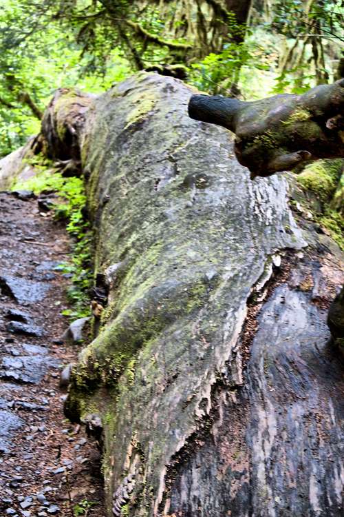 Pointing Finger to an Enormous Fallen Log