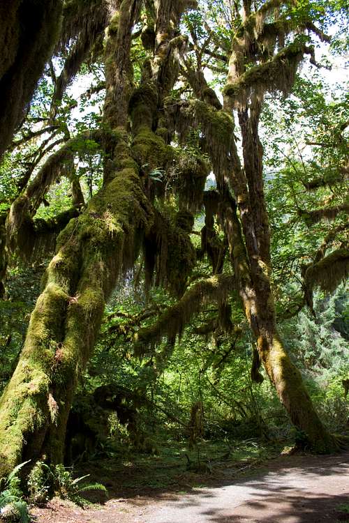 ONP - Hall of Mosses Trail, Hoh Rainforest