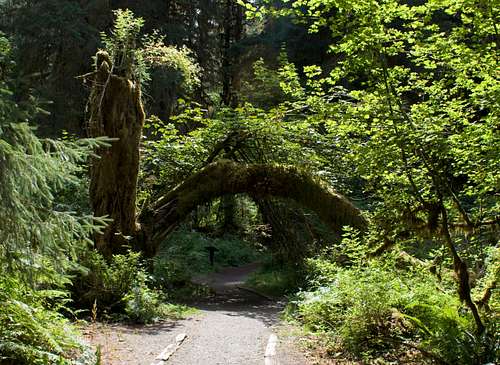 A Green Arch With No Name