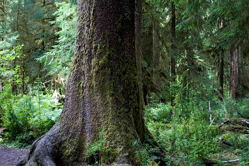 Epiphytes Growing On This Tree