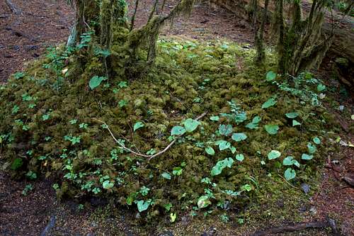 Typical Moss Mound