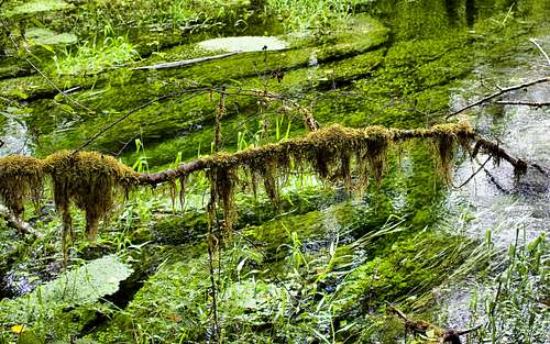 Club Moss Hanging Over the Stream