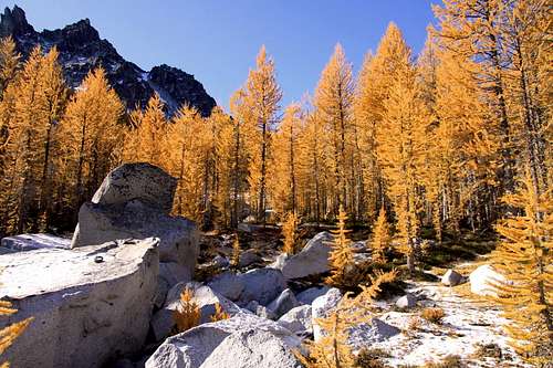 Flaming larch trees in the Enchantments