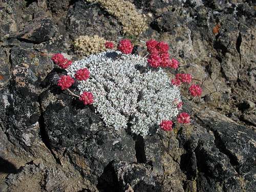 Summit Flowers