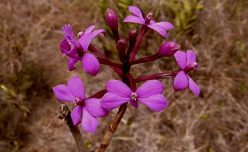 Flor de Cristo - Epidendrum sp.