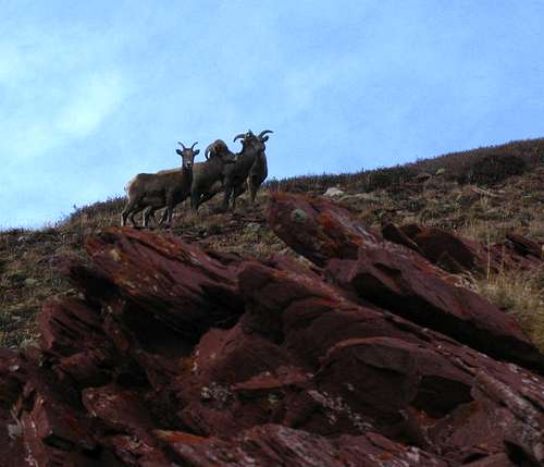 Big Horn Sheep, Red Peak