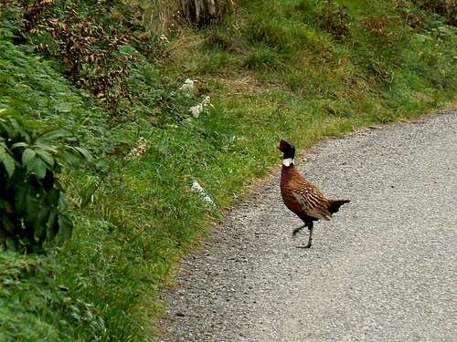 Pheasant in the Pyrenees