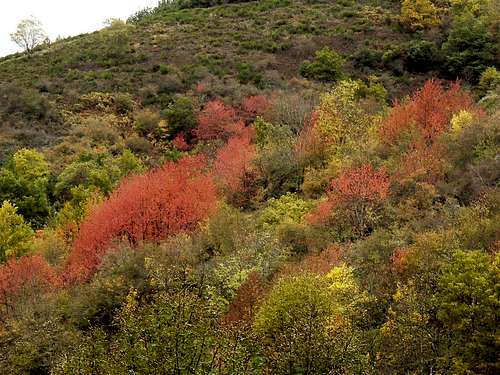 Autumnal colours in the Pyrenees