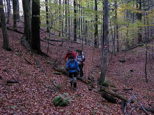 Hiking along beech wood forest
