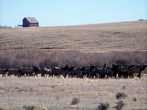 Final view of Elk Herd near Ohler Gulch
