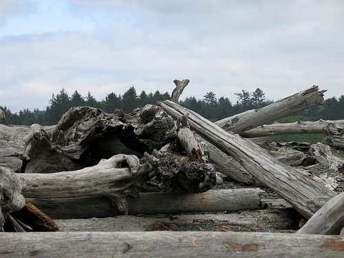 Biggest Driftwood I've Ever Seen