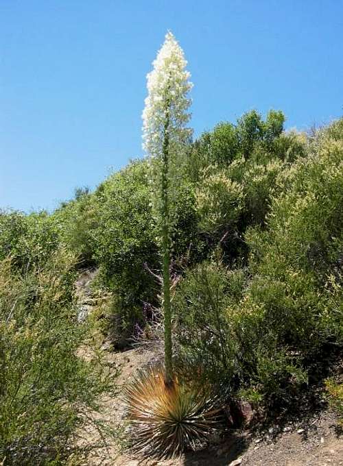 Flowering yucca whipplei on...