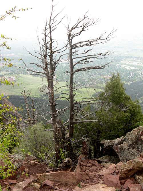 Dead trees on top of Bear Peak