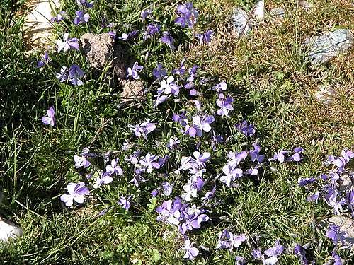Corsican Violets on Punta La...