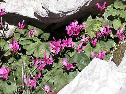 Cyclamen which can be found...
